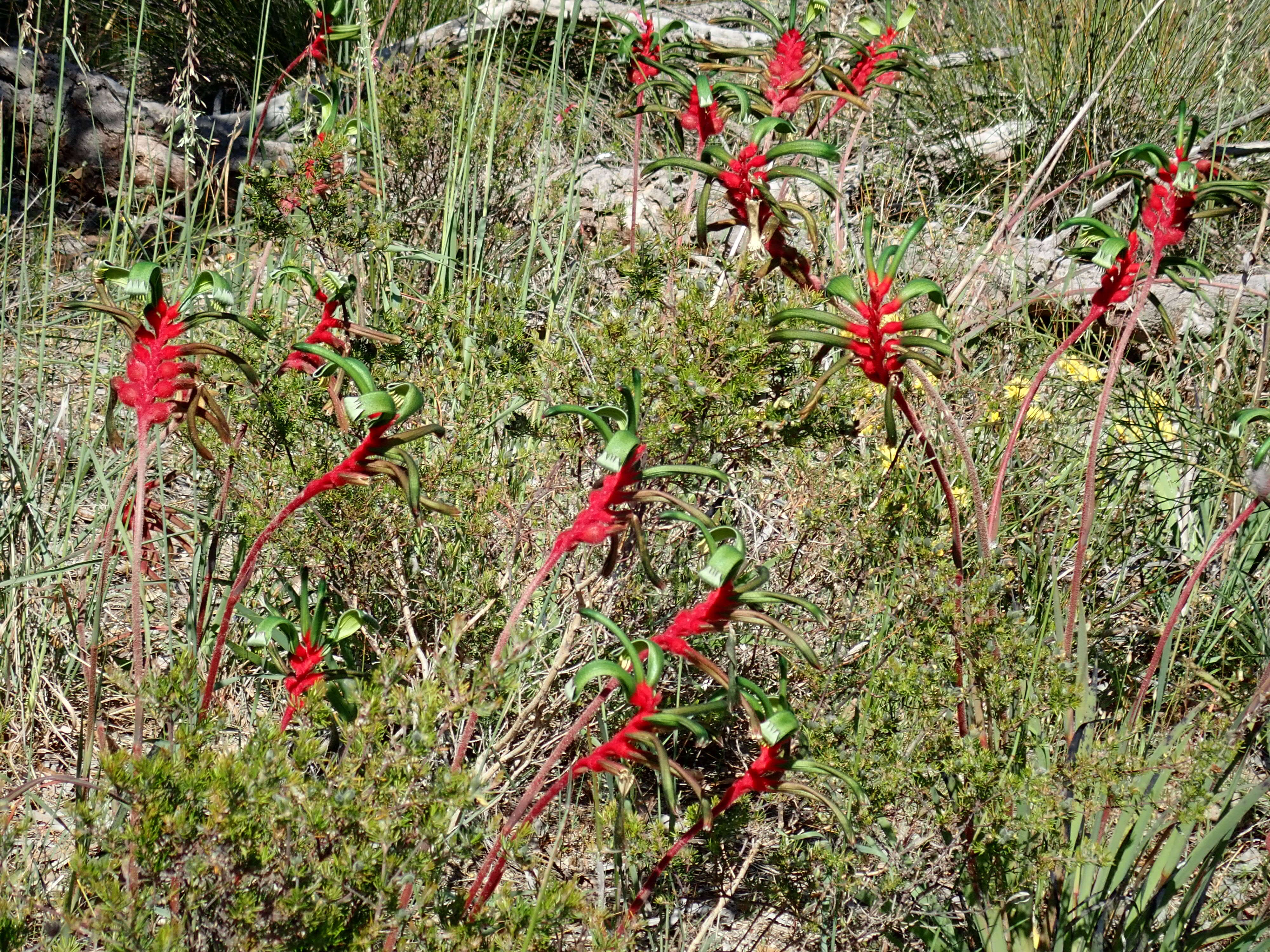 Image of Anigozanthos manglesii D. Don