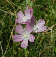 Image of Owens Valley sidalcea