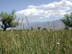 Image of Owens Valley sidalcea