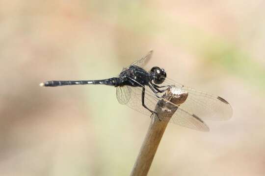 Image of Black Percher