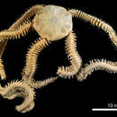 Image of Amphiura (Amphiura) callida Albuquerque, Campos-Creasey & Guille 2001