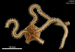 Image of Amphiura (Amphiura) callida Albuquerque, Campos-Creasey & Guille 2001