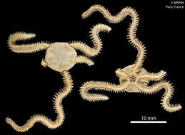 Image of Amphiura (Amphiura) callida Albuquerque, Campos-Creasey & Guille 2001