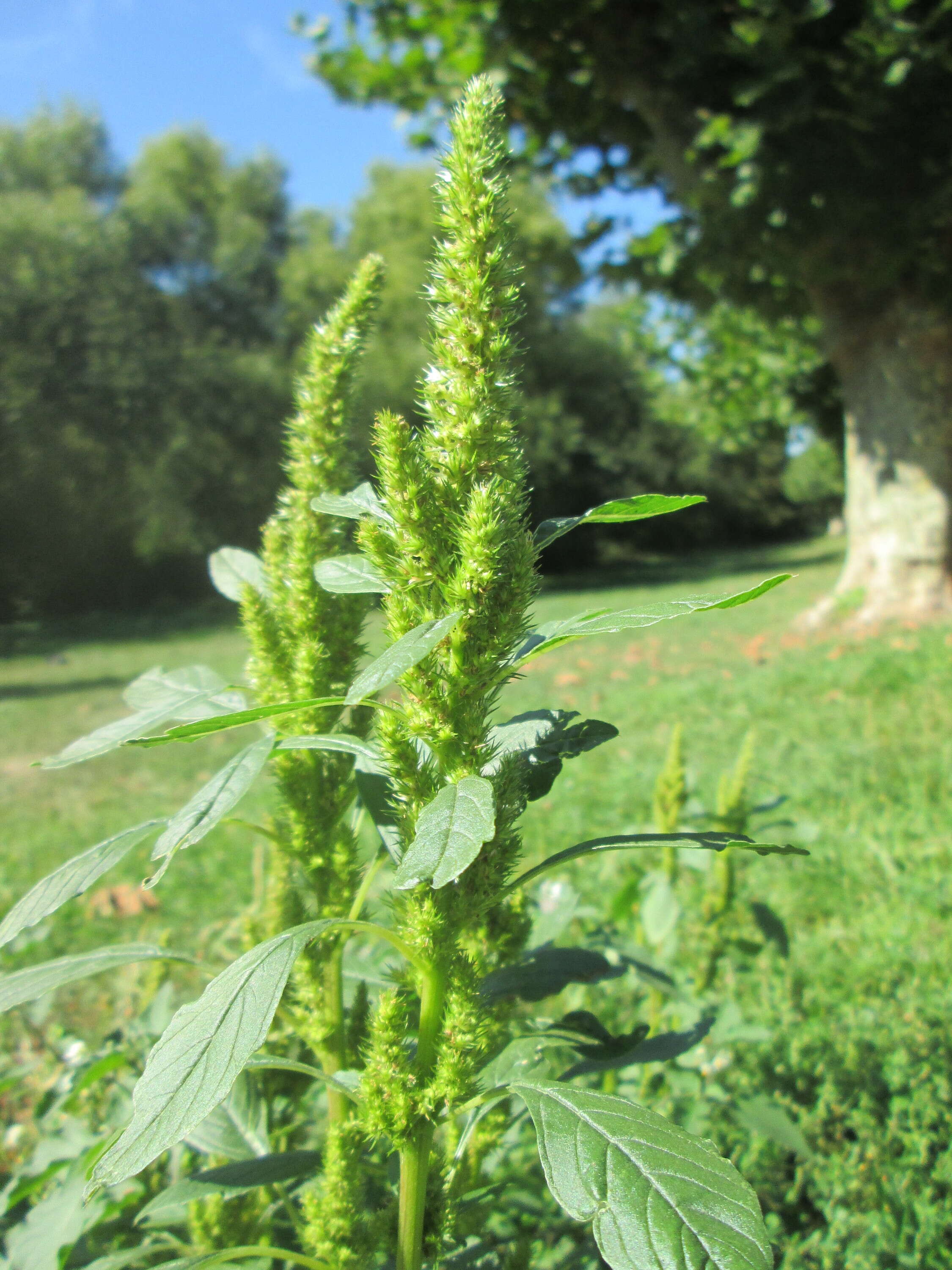 صورة Amaranthus retroflexus L.