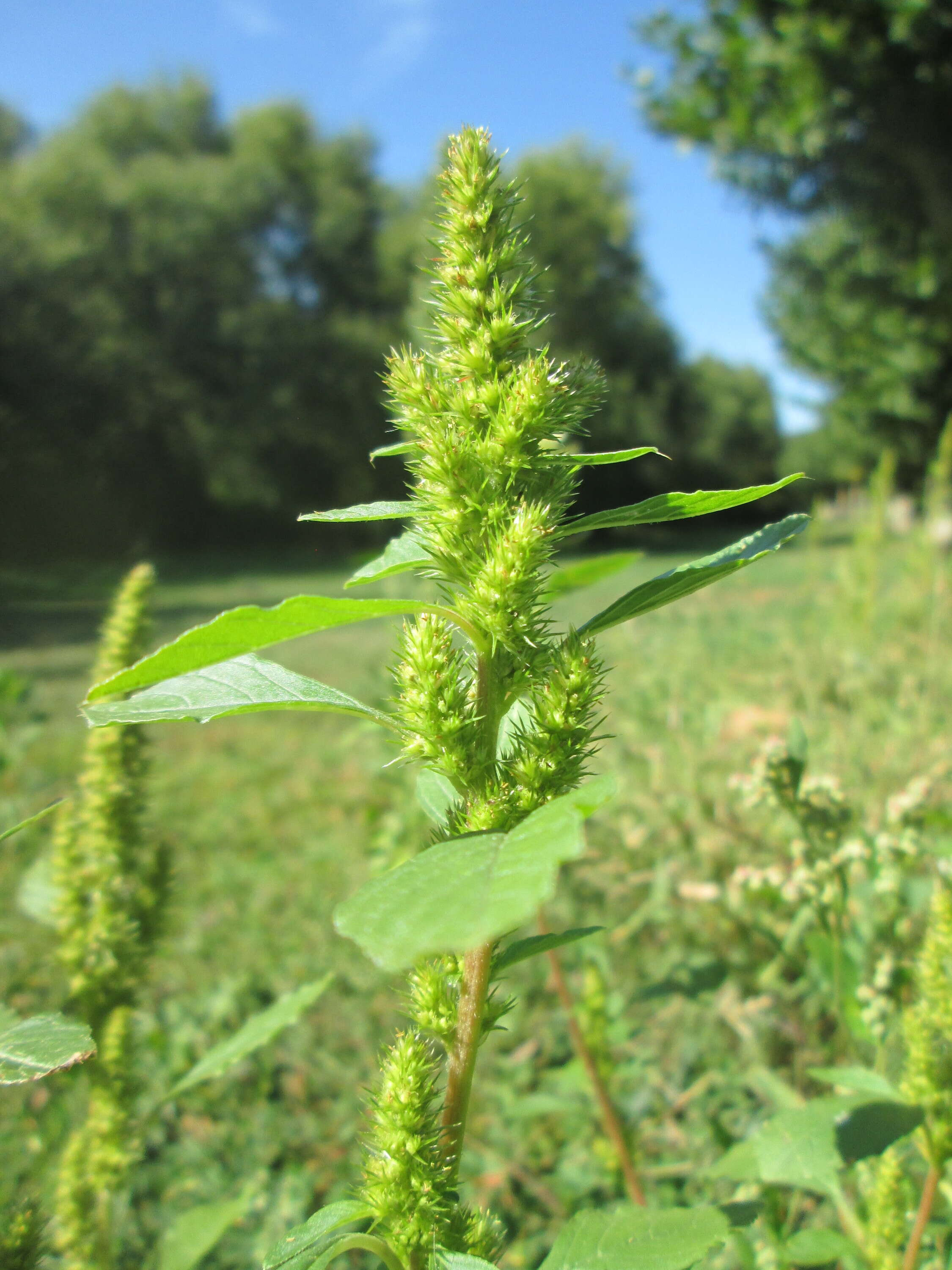 Image of redroot amaranth