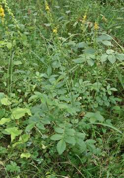 Image of Agrimony