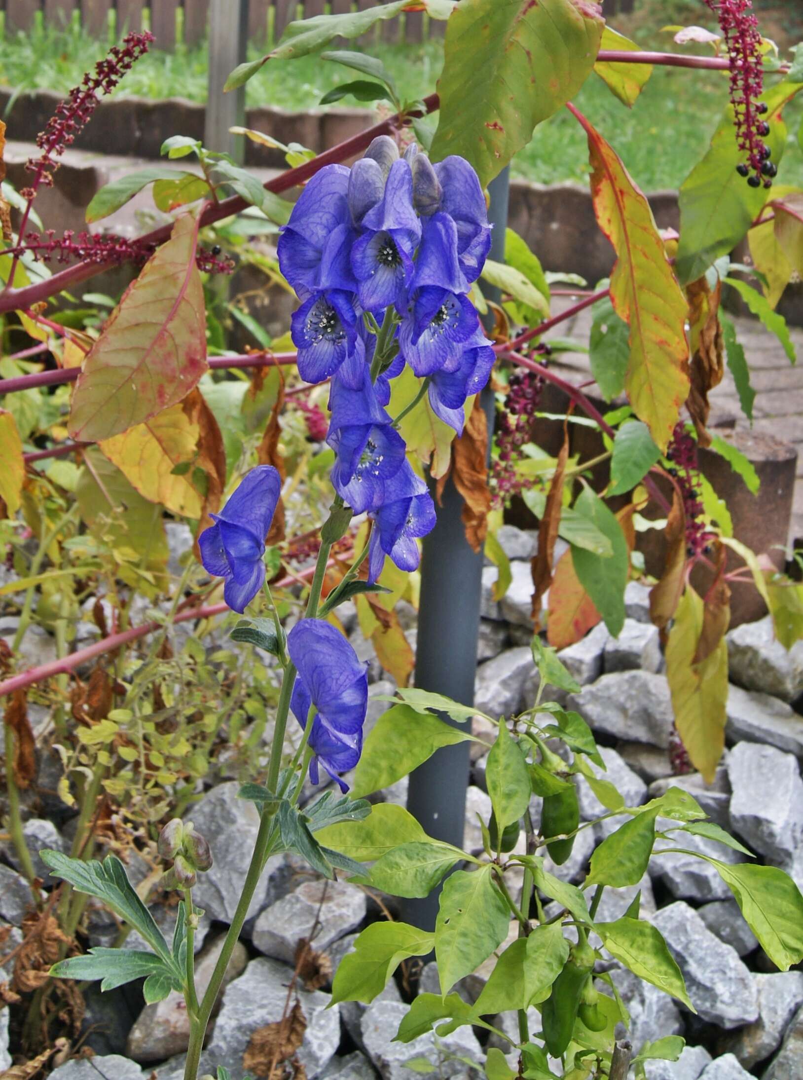 Image of Carmichael's monkshood