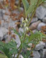 Image of Carmichael's monkshood