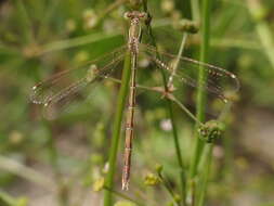 Image of Migrant Spreadwing