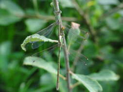 Image of Migrant Spreadwing