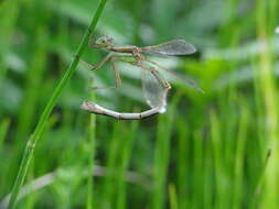 Image of Migrant Spreadwing