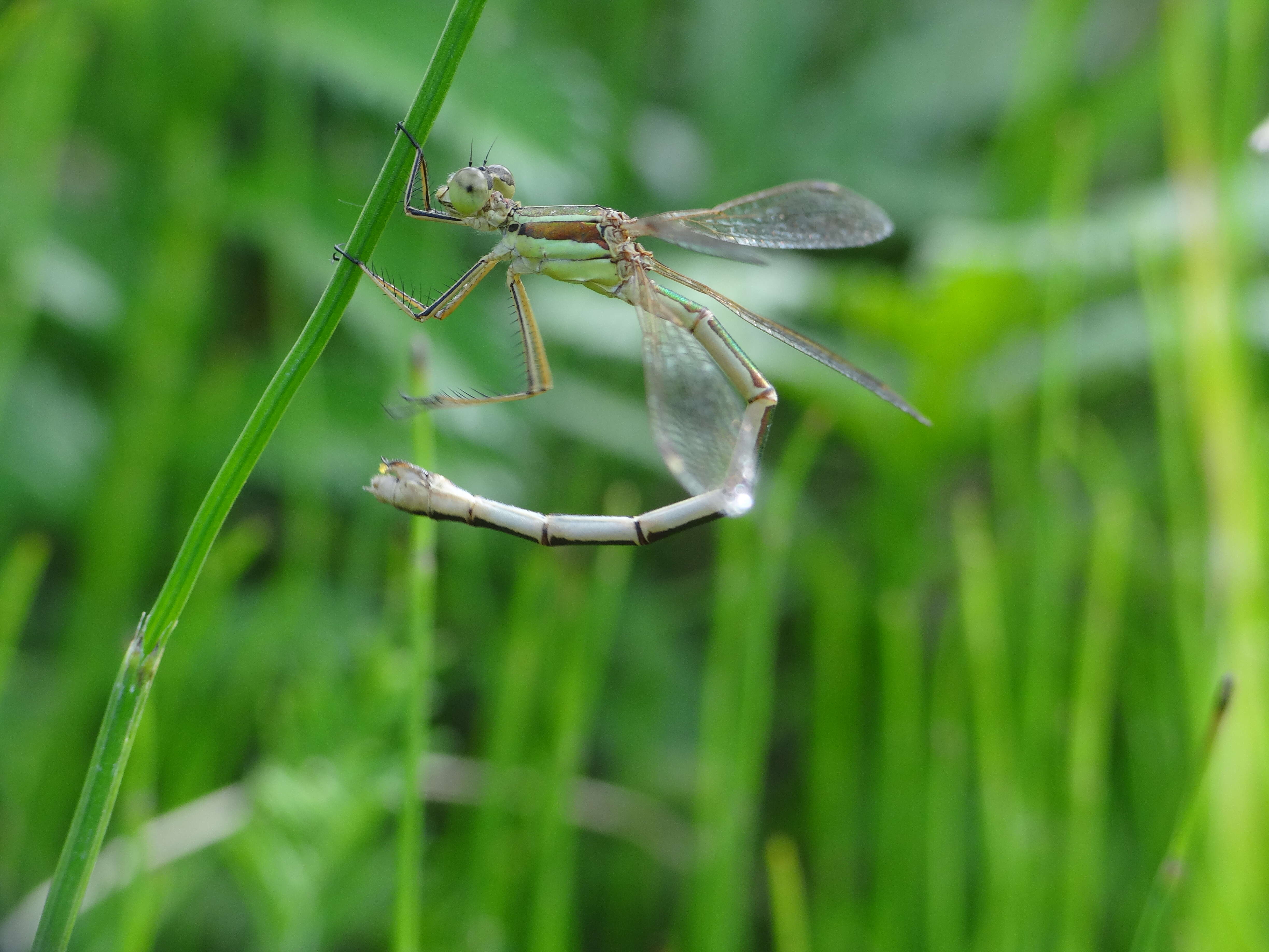 Image of Migrant Spreadwing