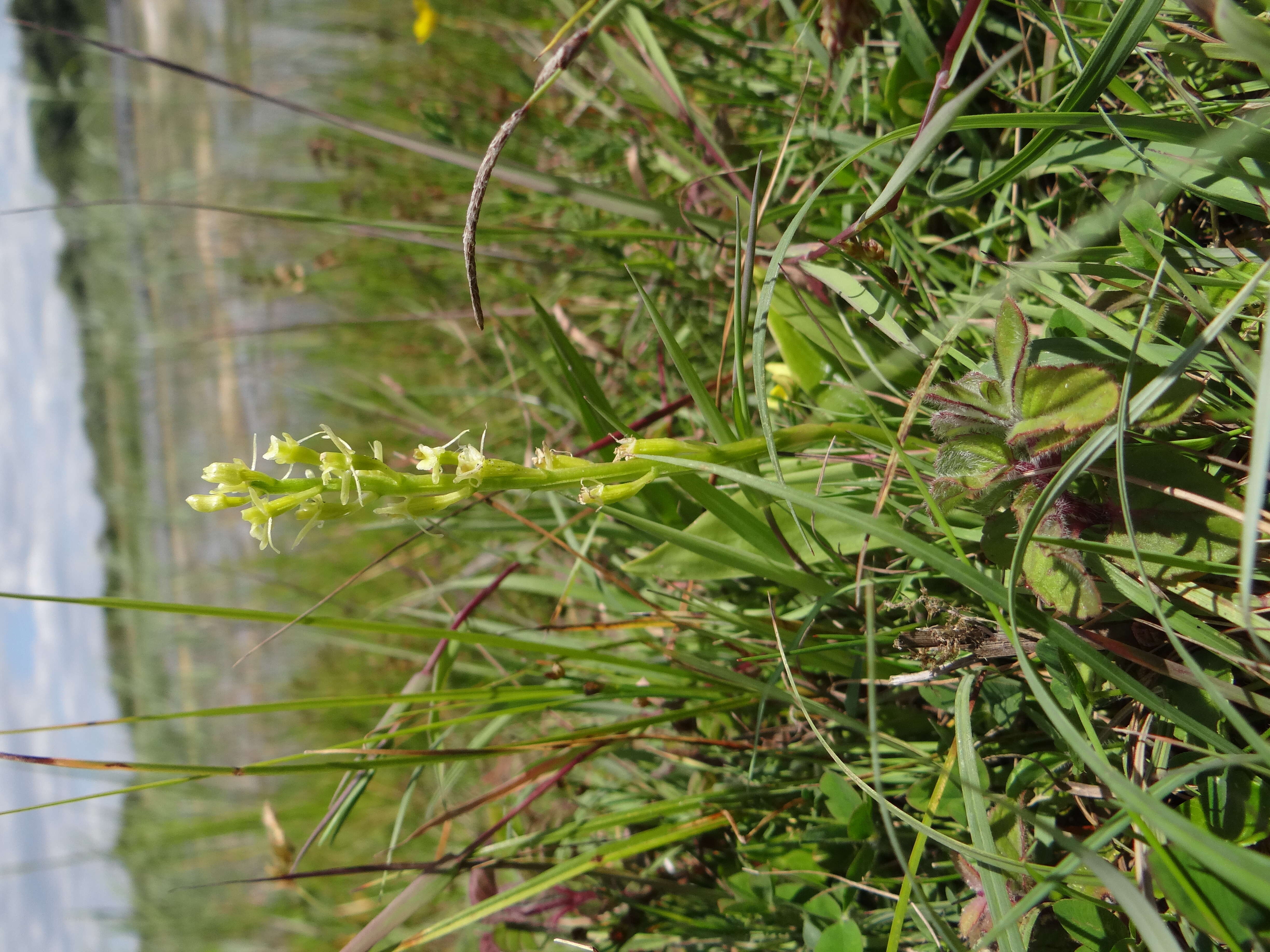 Plancia ëd Liparis loeselii (L.) Rich.