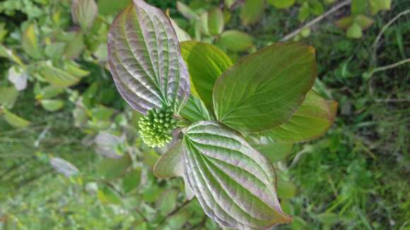 Image of bloodtwig dogwood