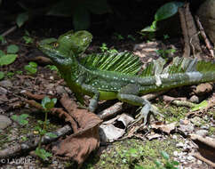 Image of Green Basilisk