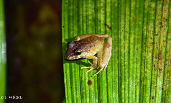 Image of Fitzinger's Robber Frog