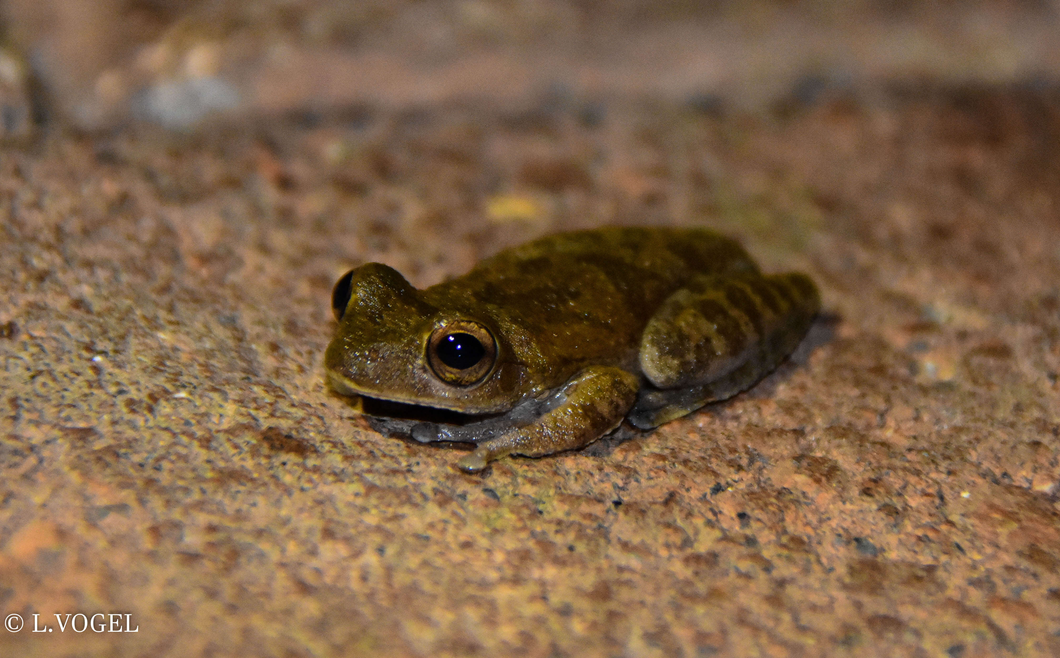 Image of Baudin's Treefrog