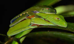 Image of Red-eyed Leaf frog