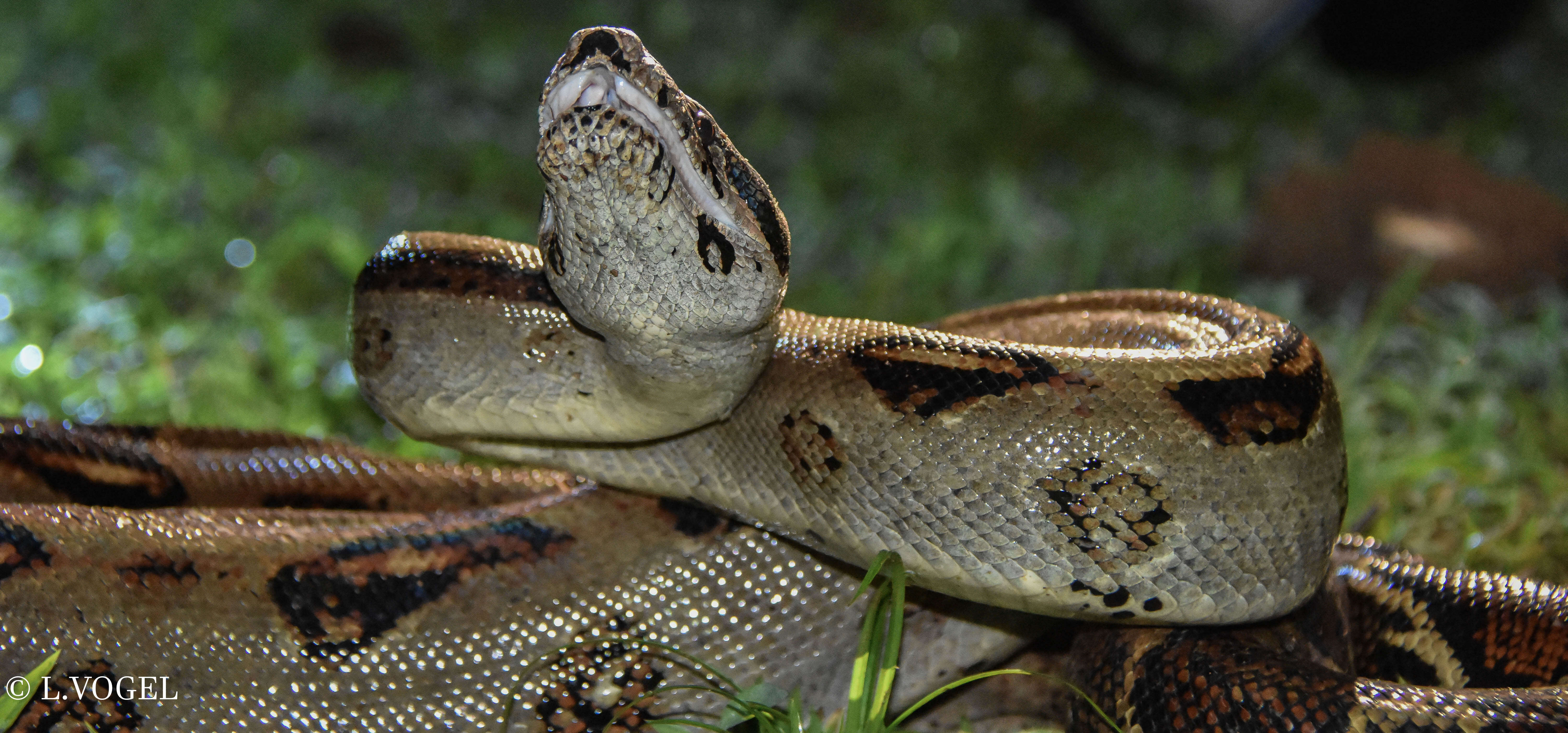 Boa constrictor imperator Daudin 1803 resmi