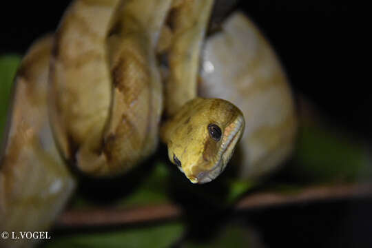 Image of Ringed Tree Boa