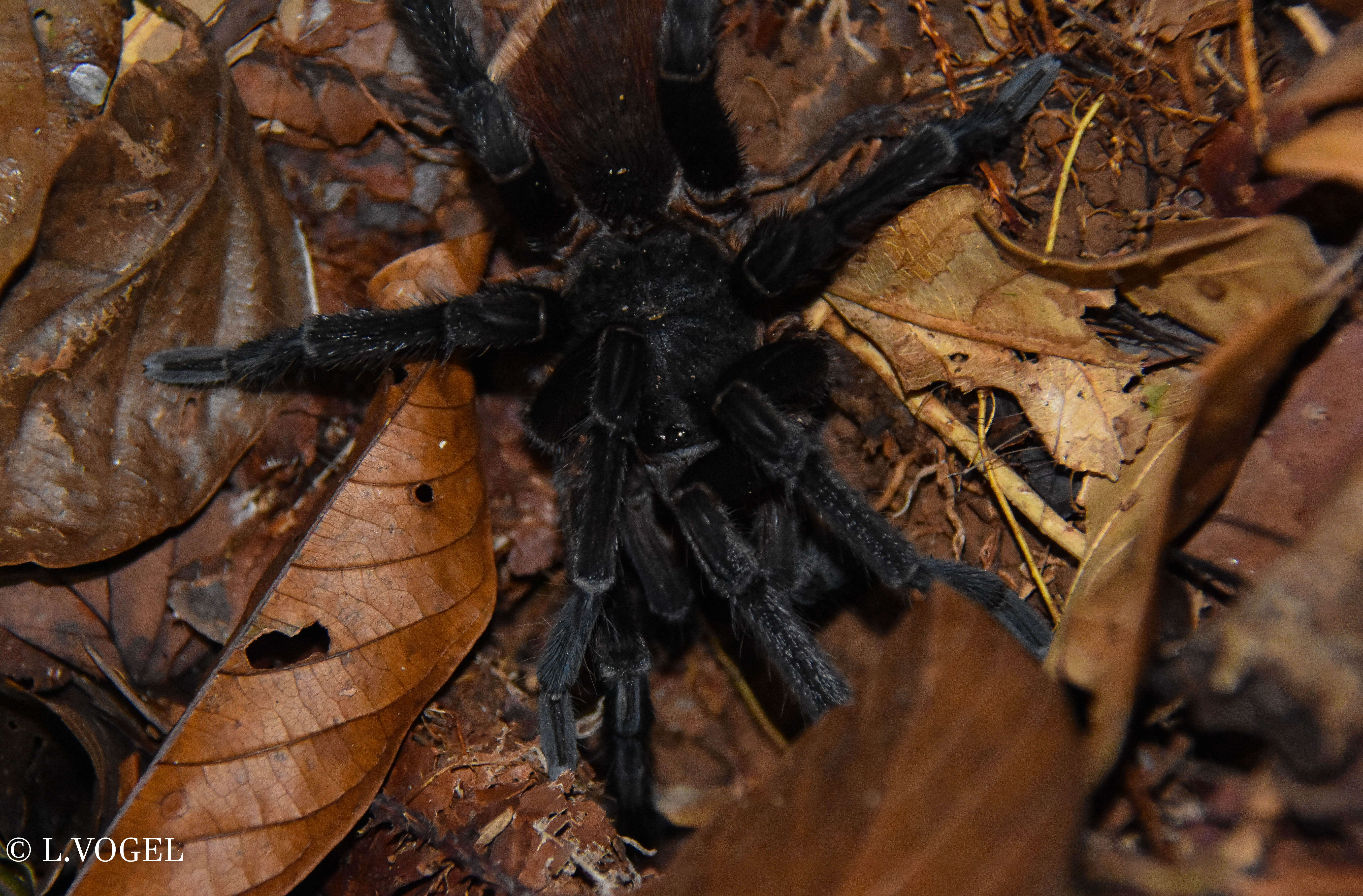 Image of Sericopelma