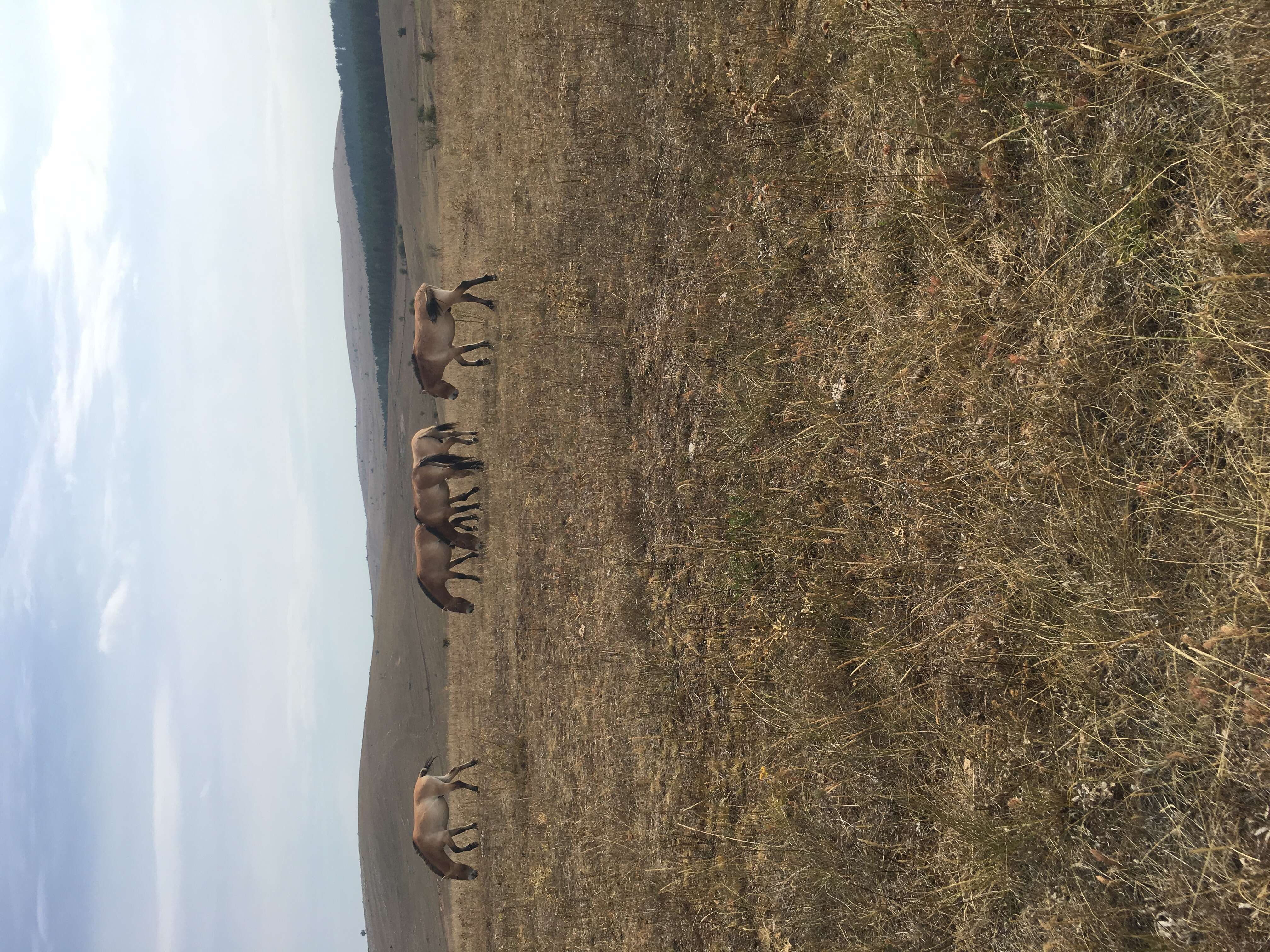 Image of Asian Wild Horse