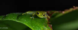 Image of La Palma Glass Frog