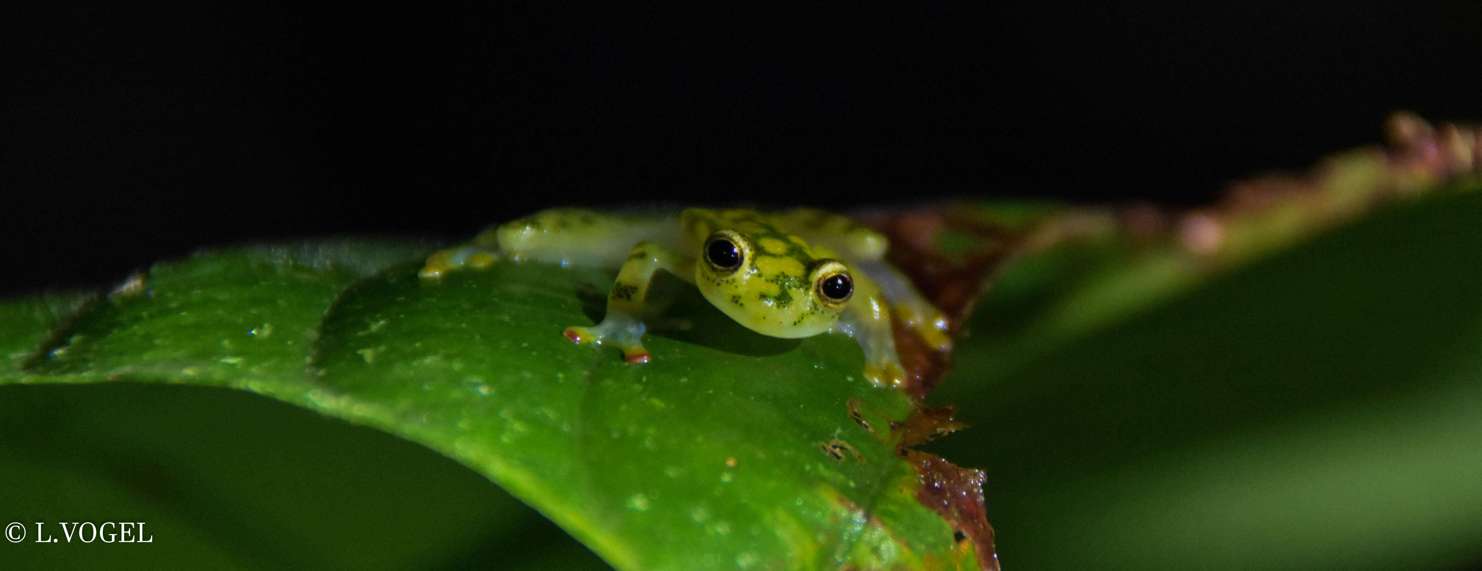 Image of La Palma Glass Frog