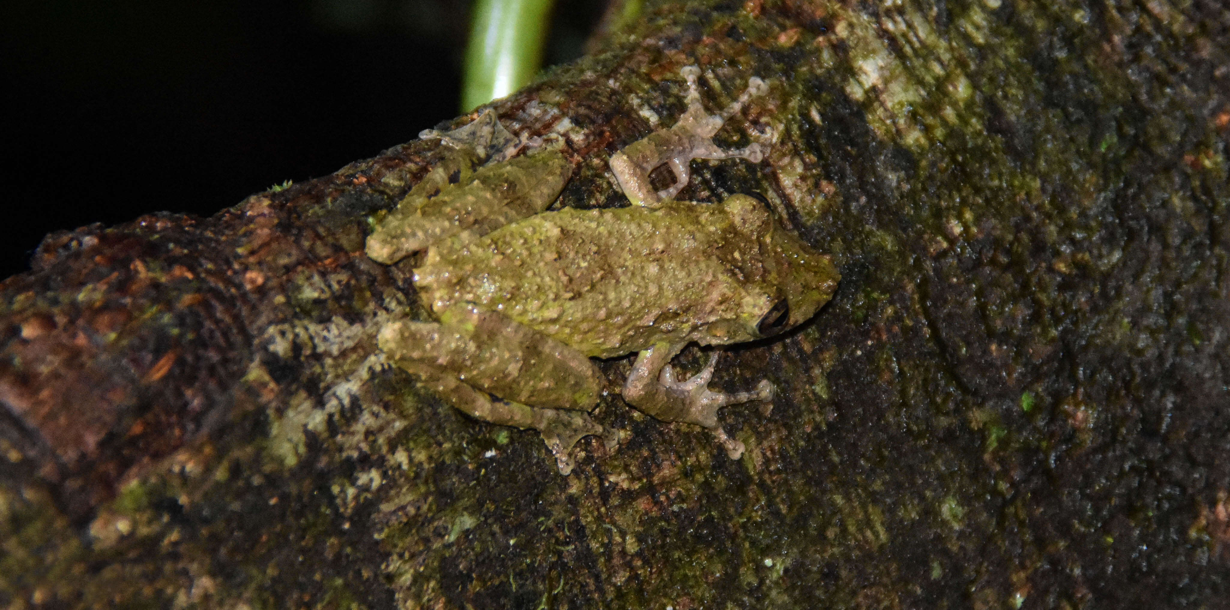 Image of Boulenger's Snouted Treefrog