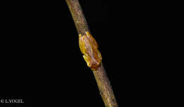 Image of San Carlos Treefrog