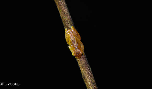 Sivun Dendropsophus phlebodes (Stejneger 1906) kuva