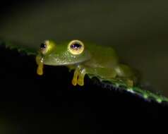 Image of Suretka Glass Frog