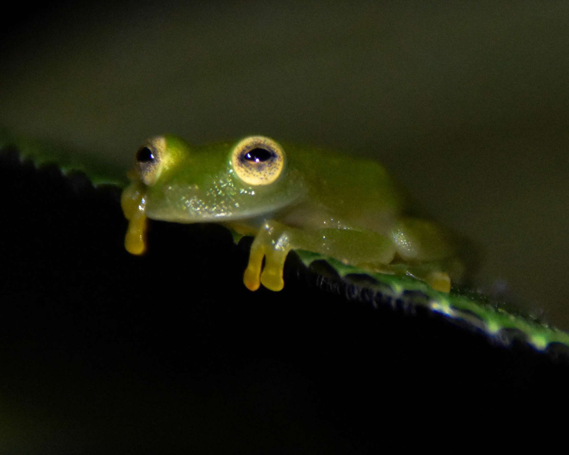 Image of Suretka Glass Frog