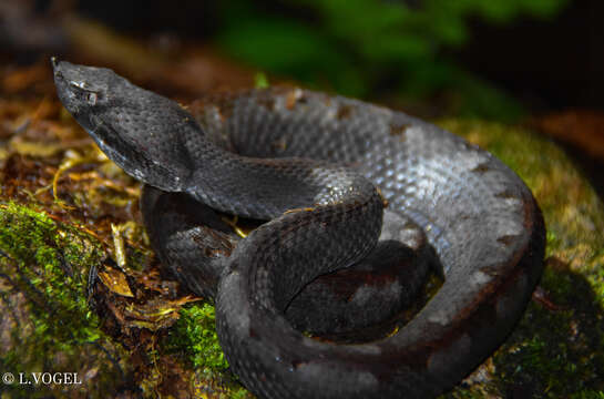 Image of Hognosed Pit Viper