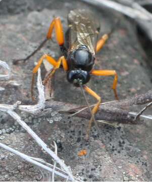 Image of Pimpla rufipes (Miller 1759)