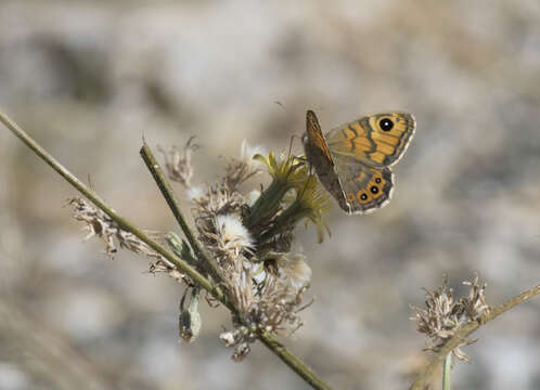 Image of Lasiommata megera