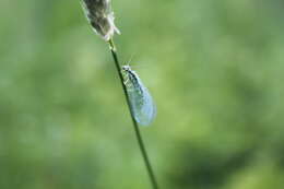 Image of Green lacewing