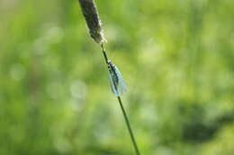 Image of Green lacewing