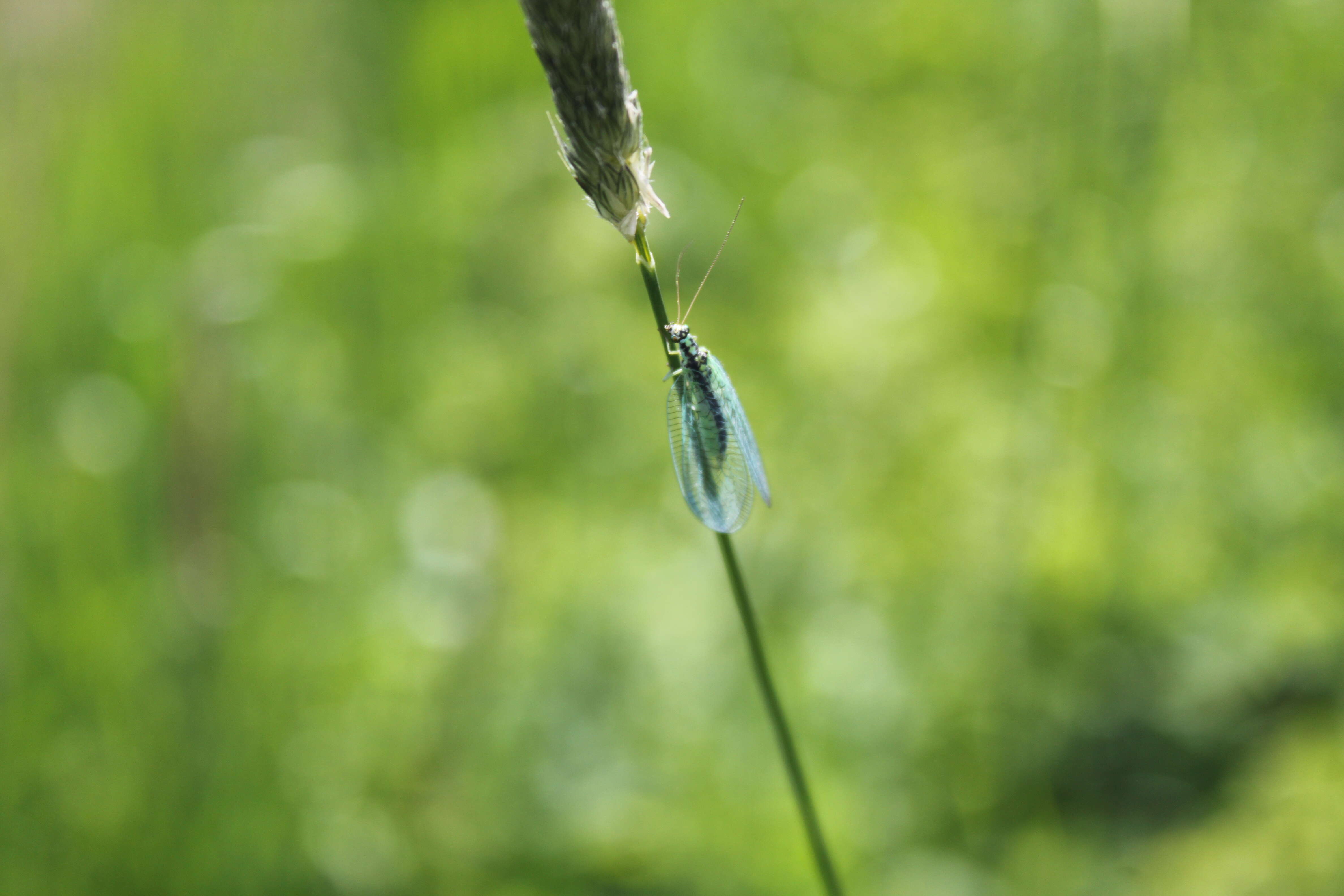 Image of Green lacewing