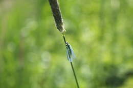 Image of Green lacewing