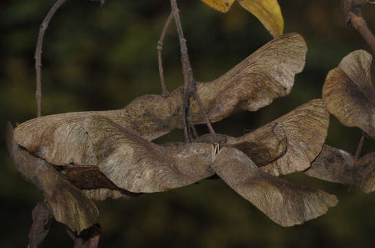 Image of Field Maple