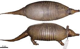 Image of Greater Long-nosed Armadillo