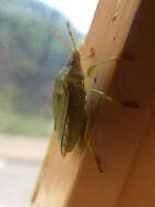 Image of Green shield bug