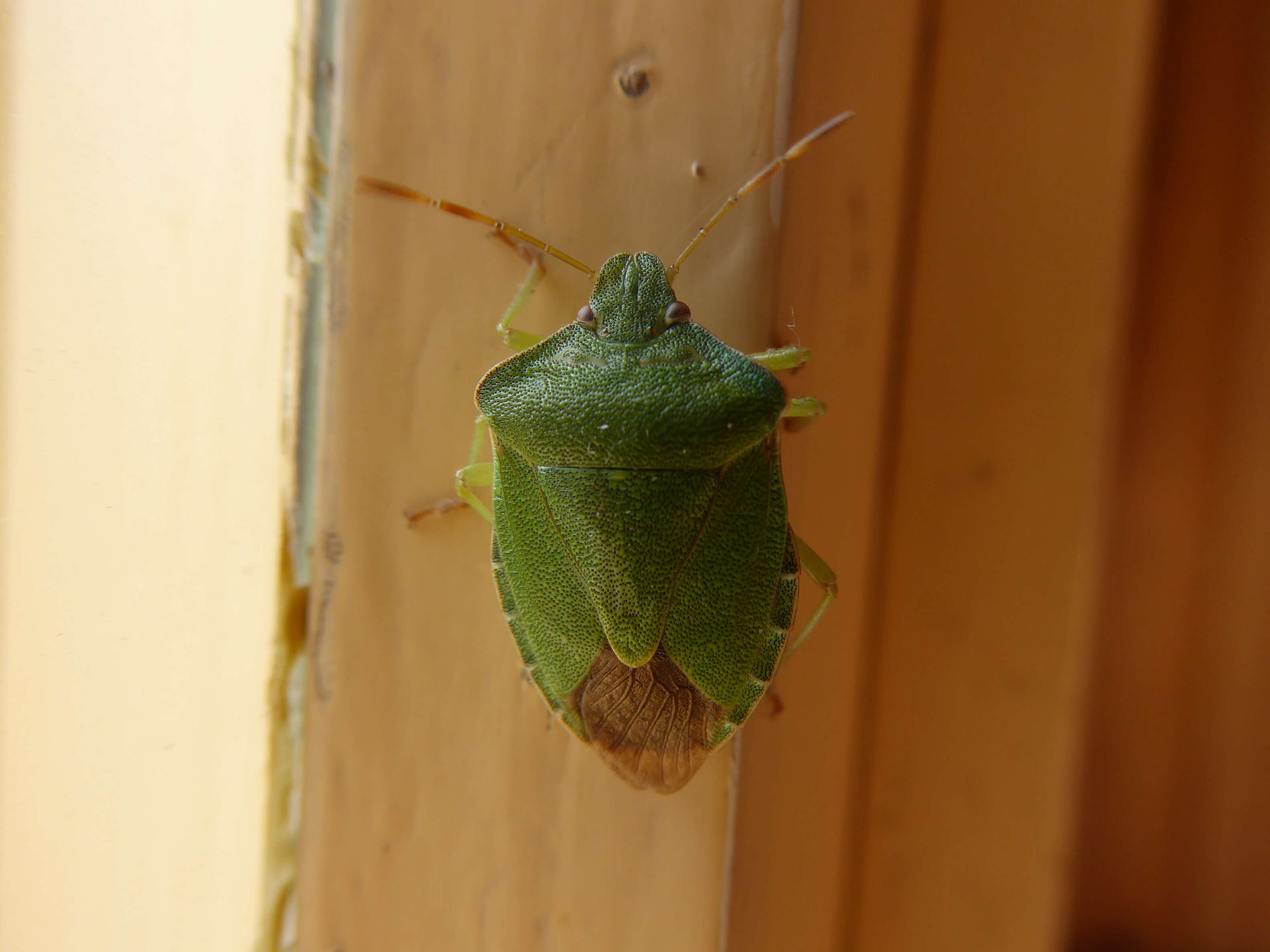 Image of Green shield bug