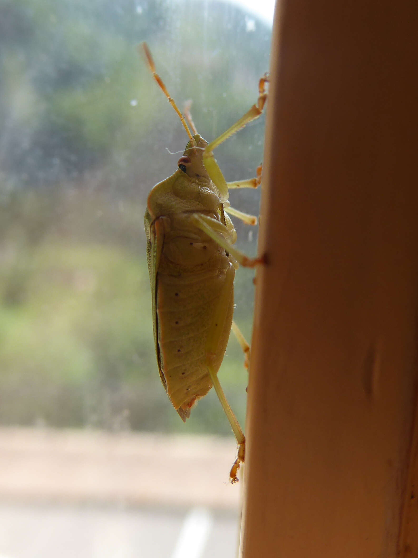 Image of Green shield bug