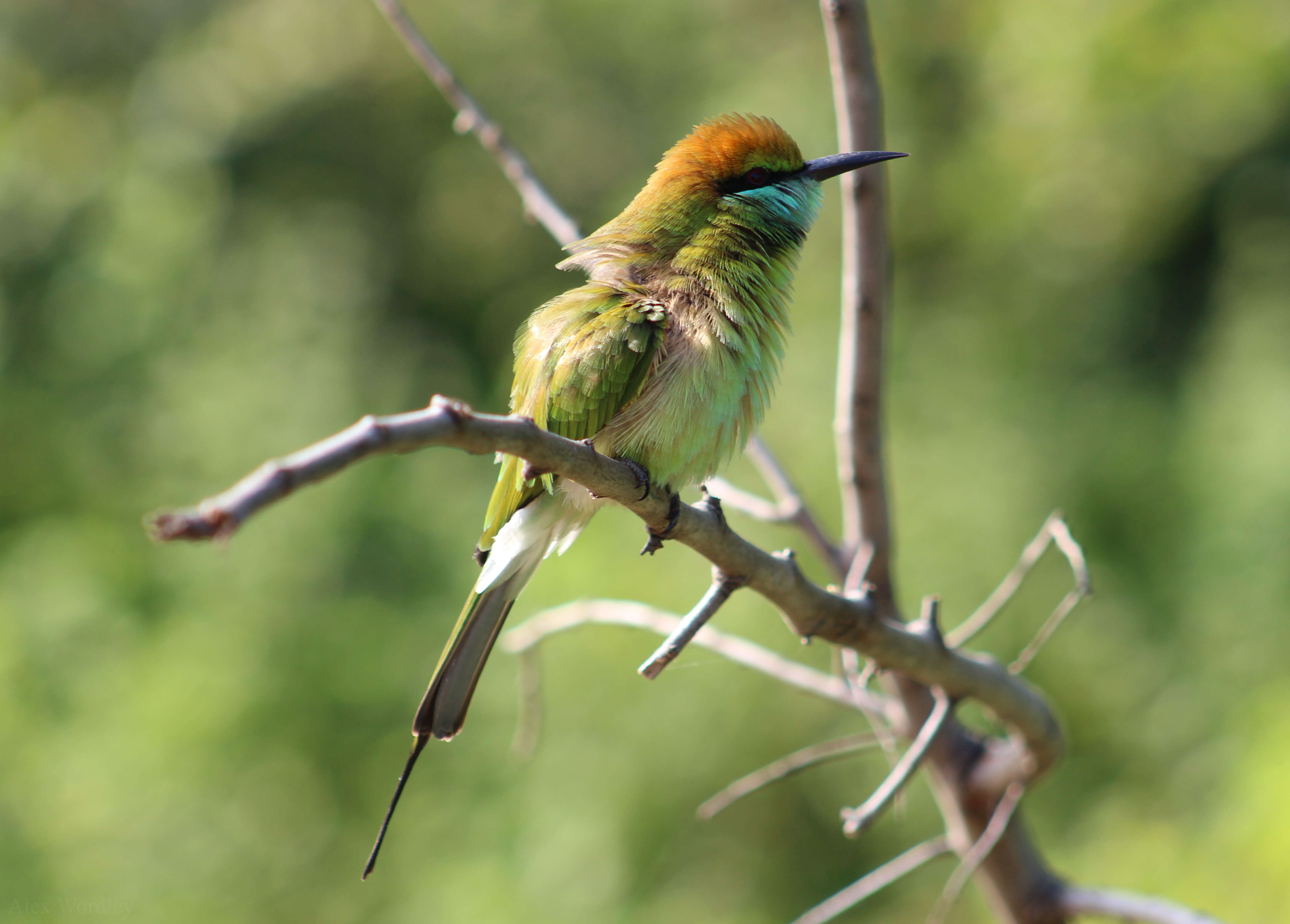 Image of Asian Green Bee-eater