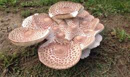 Image of Leucoagaricus americanus (Peck) Vellinga 2000