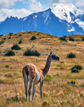 Image of Guanaco