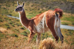 Image of Guanaco