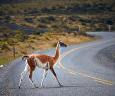 Image of Guanaco